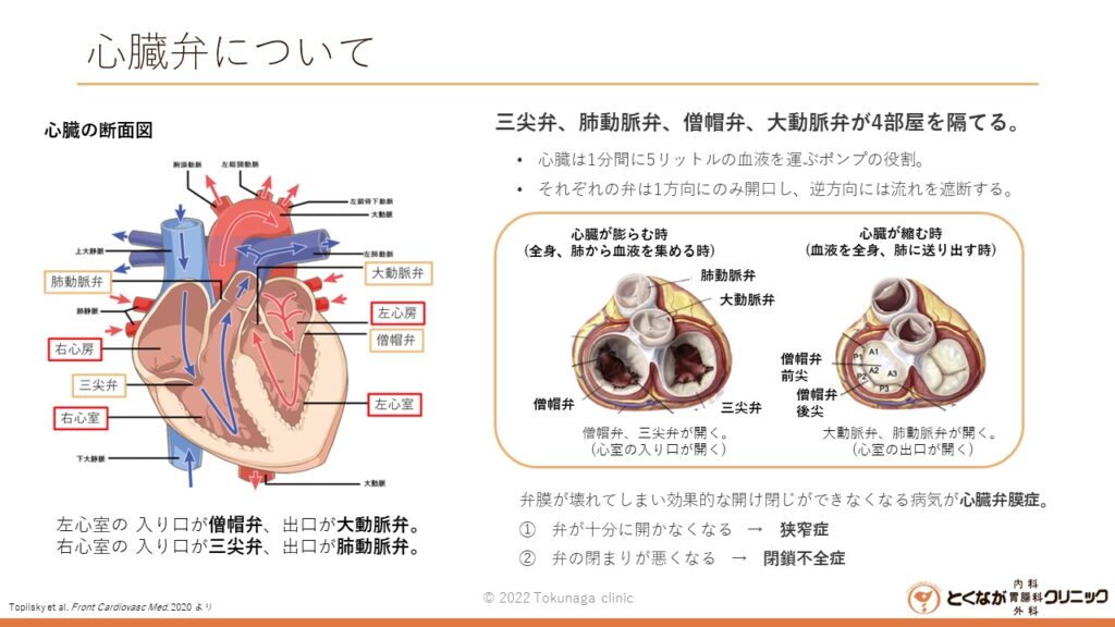 心臓弁膜症 のイメージ画像